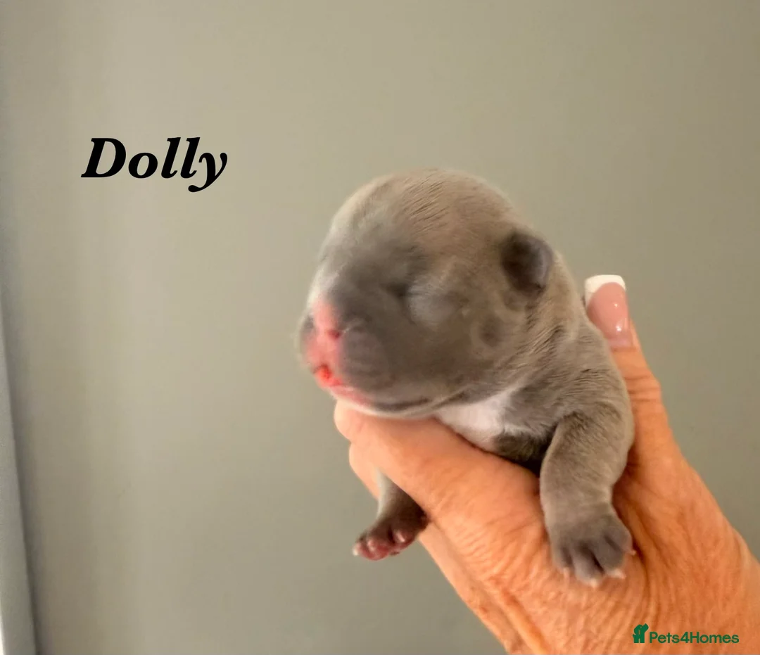 French Bulldog dogs for sale: French bulldog puppies now available  - Advert 2