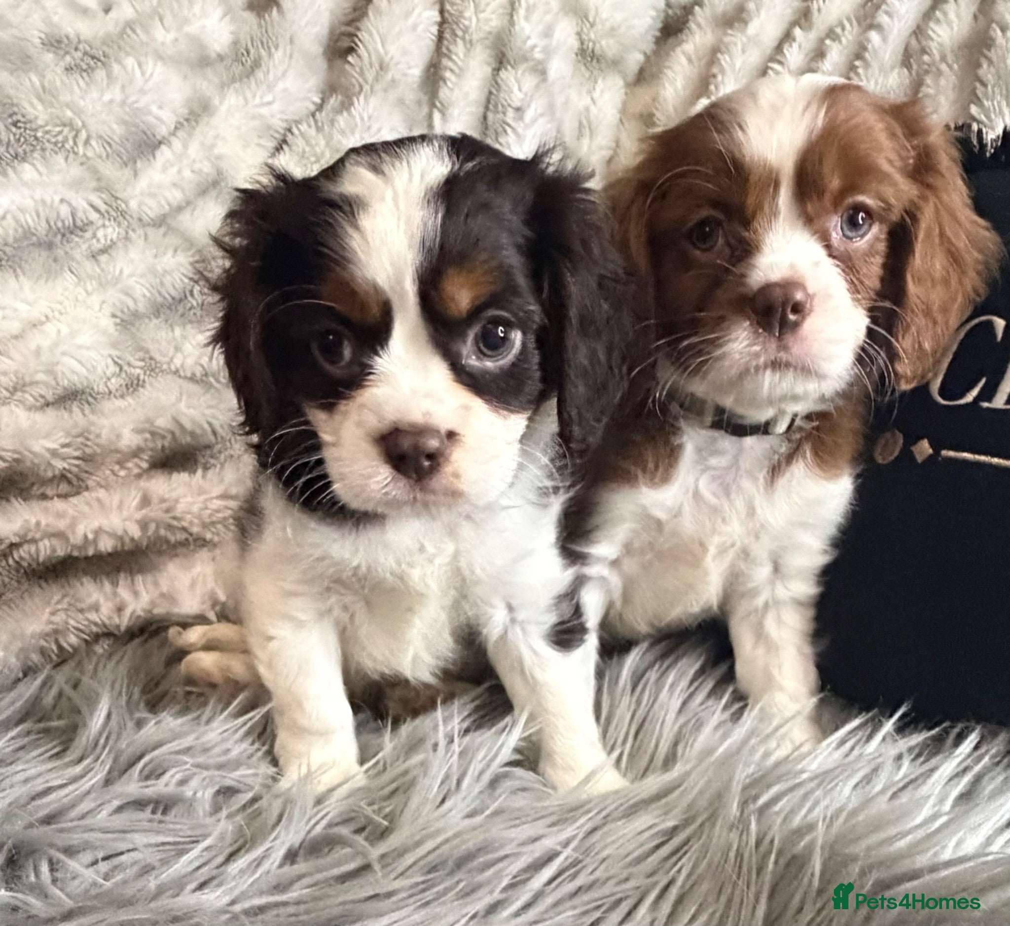 Cavalier King Charles Spaniel dogs KC REG EXCEPTIONAL EXTENSIVELY HEALTH TESTD PUPS  - Advert 1