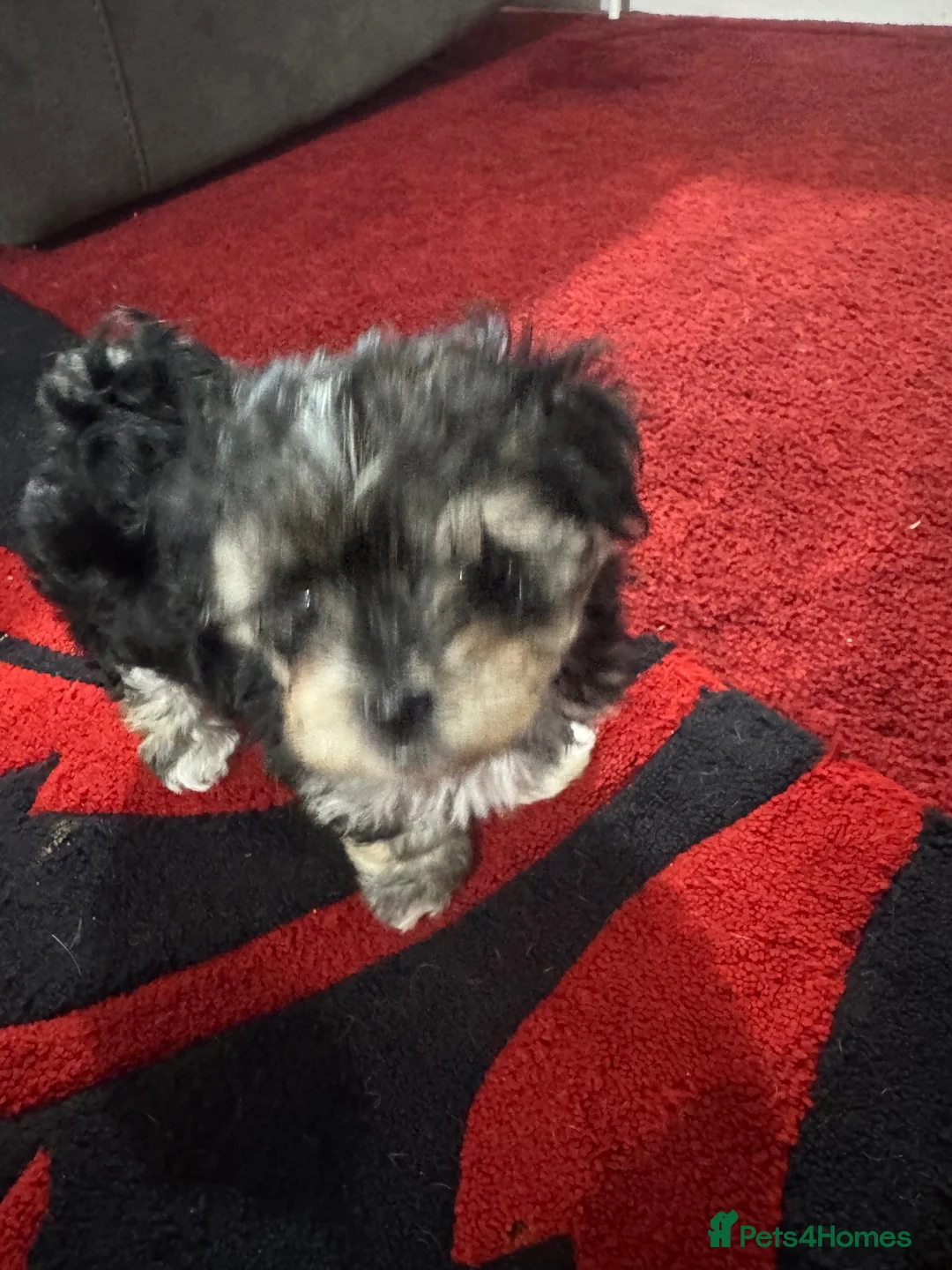Morkie dogs for sale: 3 morkie puppies  - Advert 21