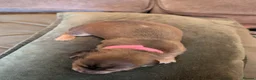 Miniature Dachshund dogs for sale: Beautiful Miniature Dachshund Puppies   - Advert 27