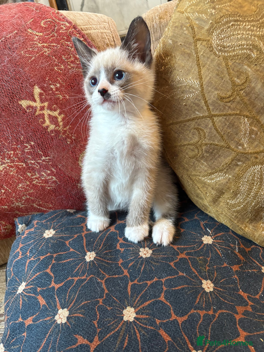 Mixed Breed cats for sale: Beautiful kittens ready for new home - Advert 7