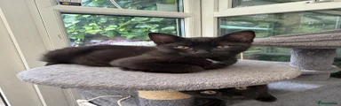 Domestic Shorthair Kitten 2