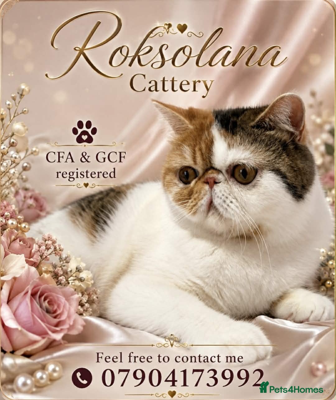 Exotic cats Exotic girl  - Advert 7