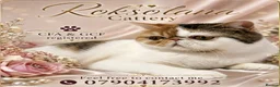 Exotic cats for sale: Exotic girl  - Advert 1