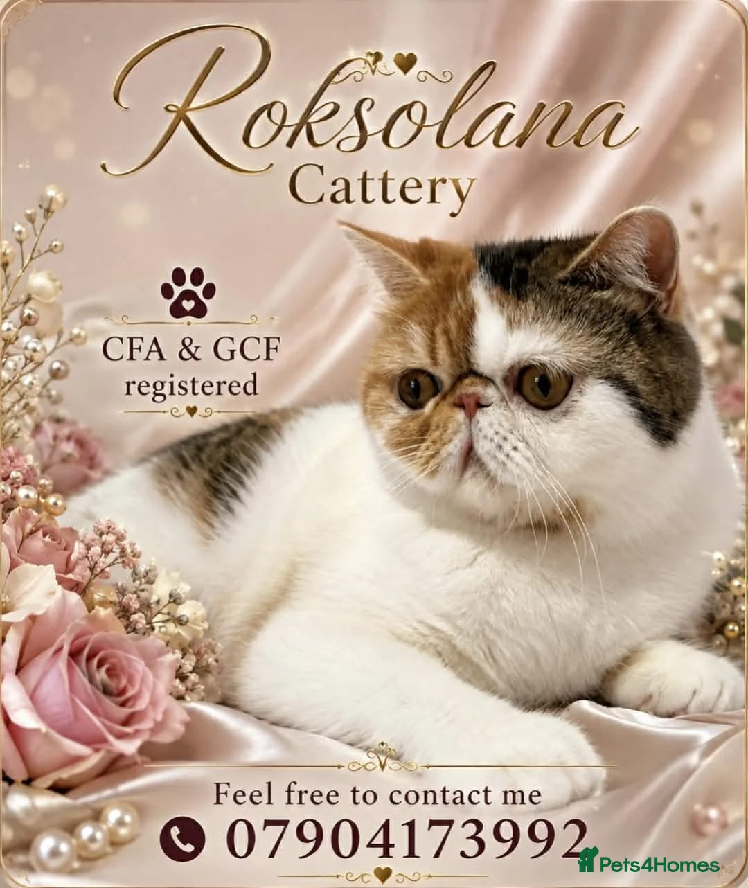 Exotic cats for sale: Exotic girl  - Advert 1