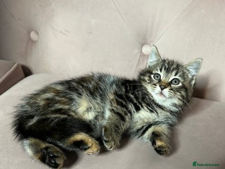 Mixed Breed cats Half Russian Blue Kittens, two left - Advert 2