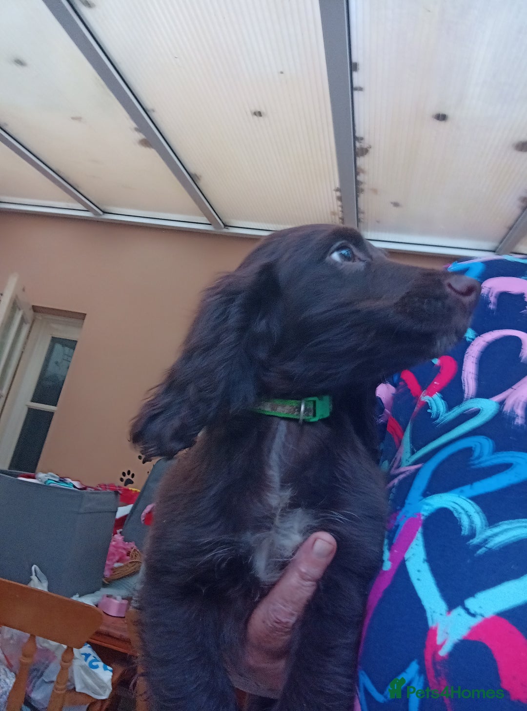 Cocker Spaniel dogs for sale: FULLY VACCINATED AND READY TO LEAVE  - Image 11