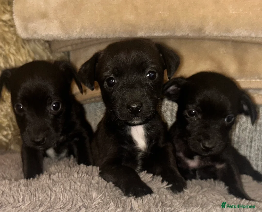 Jack Chi dogs for sale: 🐾 Adorable Jack Russell x Chihuahua Puppies 🐾 in Broseley - Advert 1