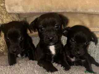Jack Chi dogs 🐾 Adorable Jack Russell x Chihuahua Puppies 🐾 - Advert 2