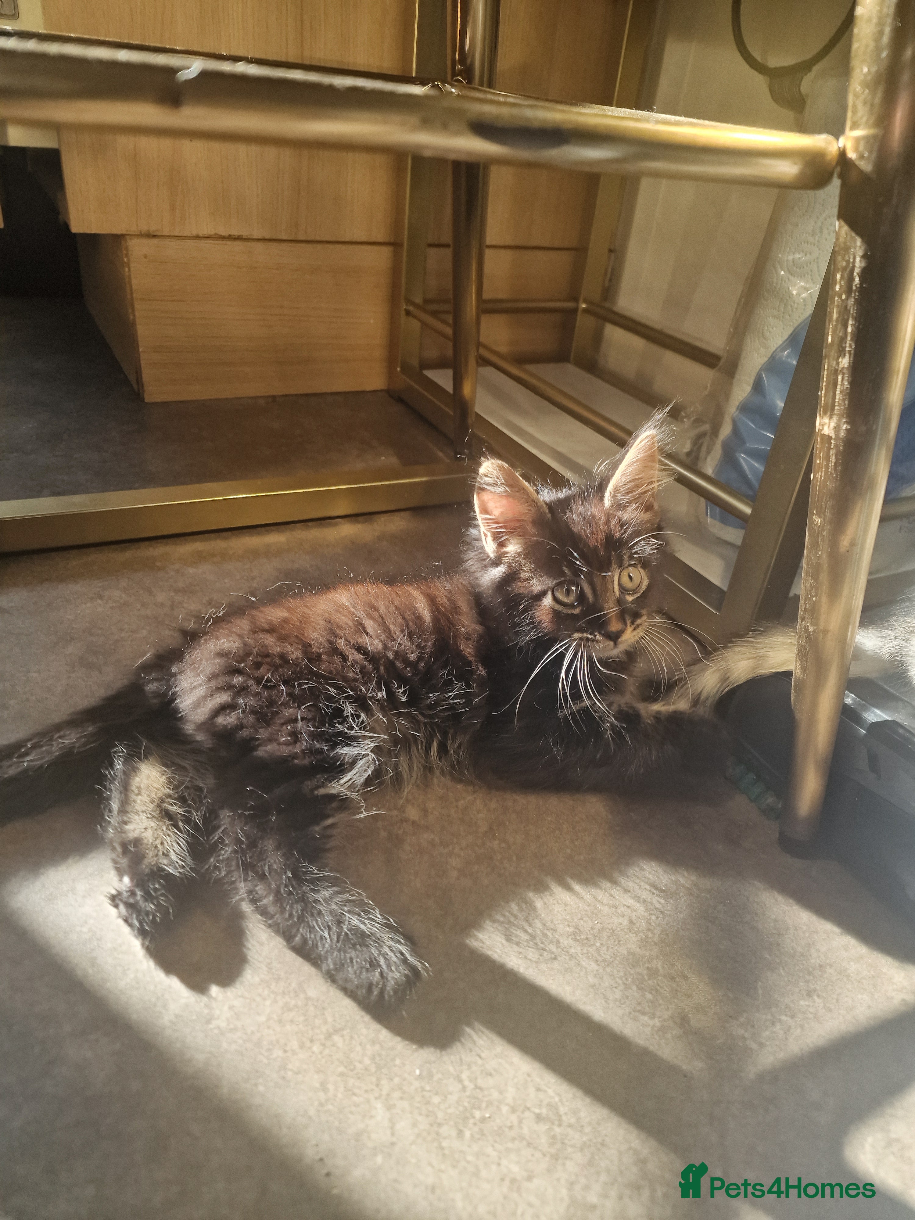 Mixed Breed cats Maine Coon mix kittens  - Advert 1