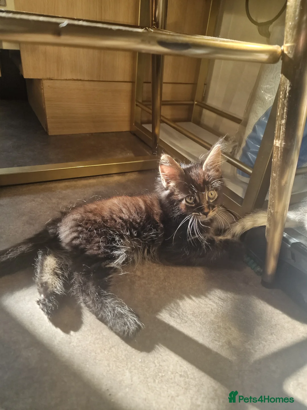 Mixed Breed cats for sale: Maine Coon mix kittens  in Heathfield - Advert 1