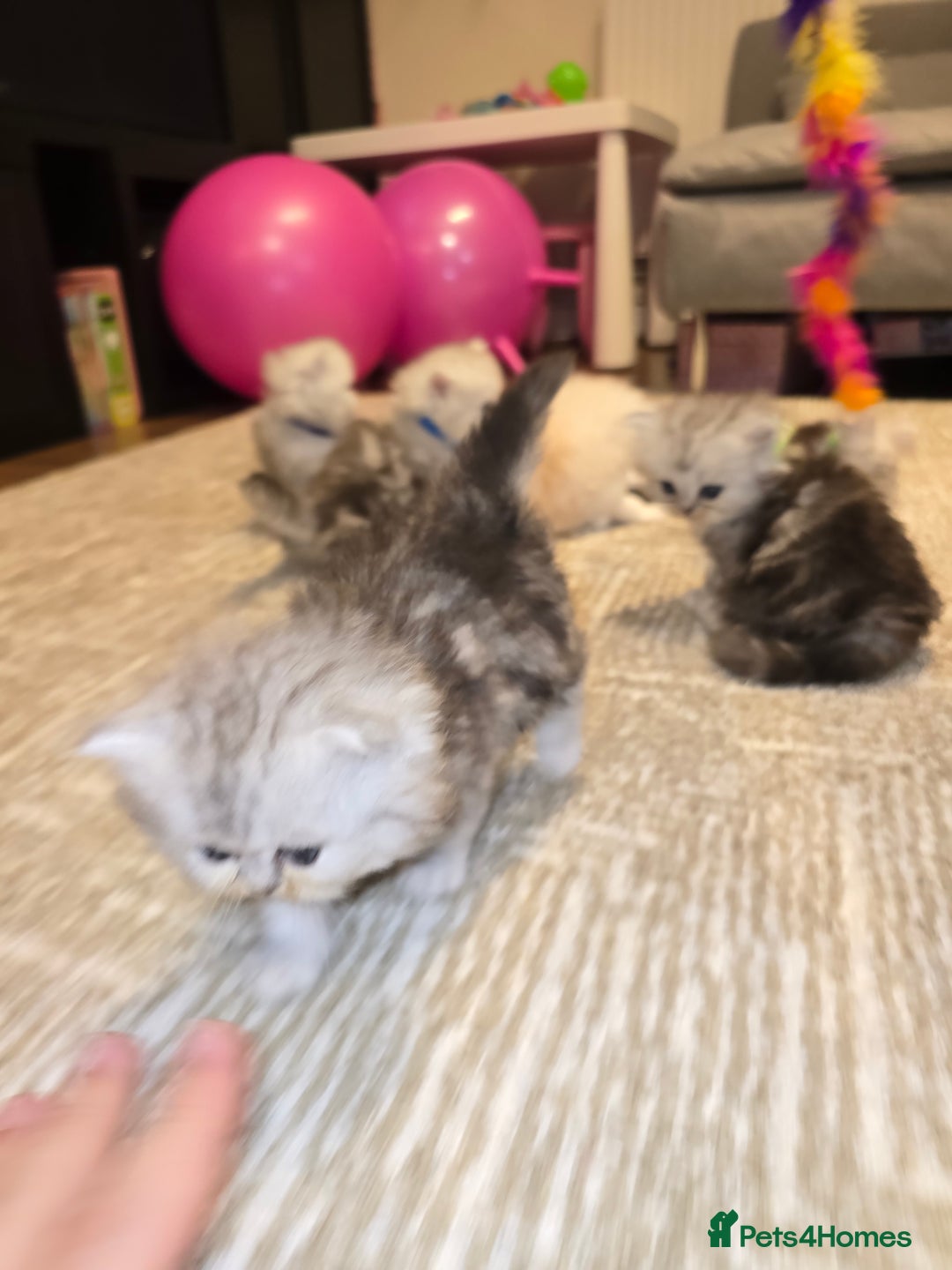 Persian cats for sale: Persian fluffy angels - Advert 23