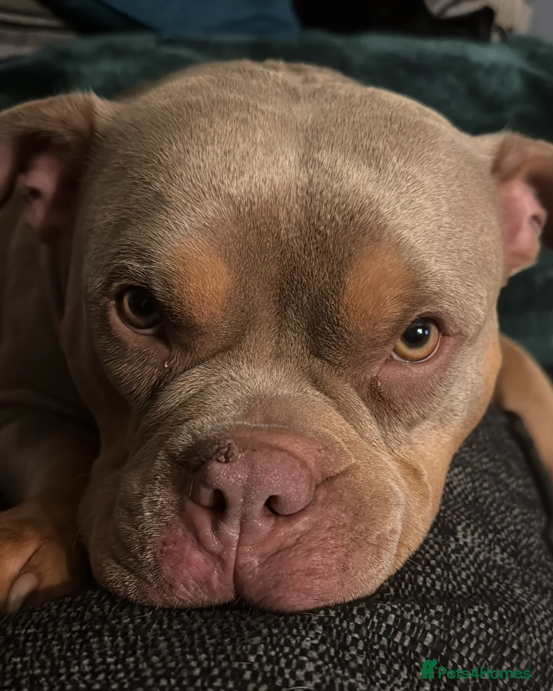 American Bully dogs for sale: Stunning pocket bullies pups  - Advert 3