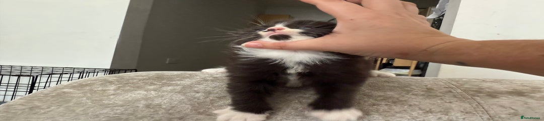 Mixed Breed Kitten 1