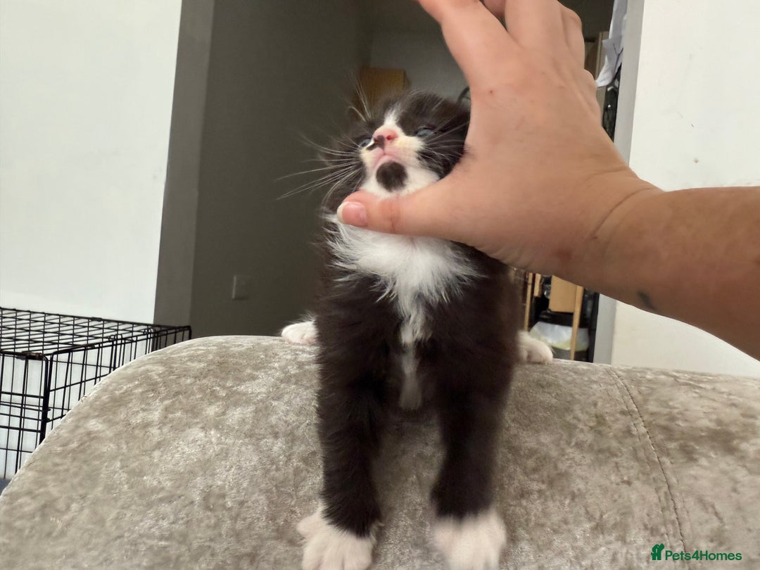 Mixed Breed cats for sale: 2 beautiful female cats **one being half ragdoll** - Image 6