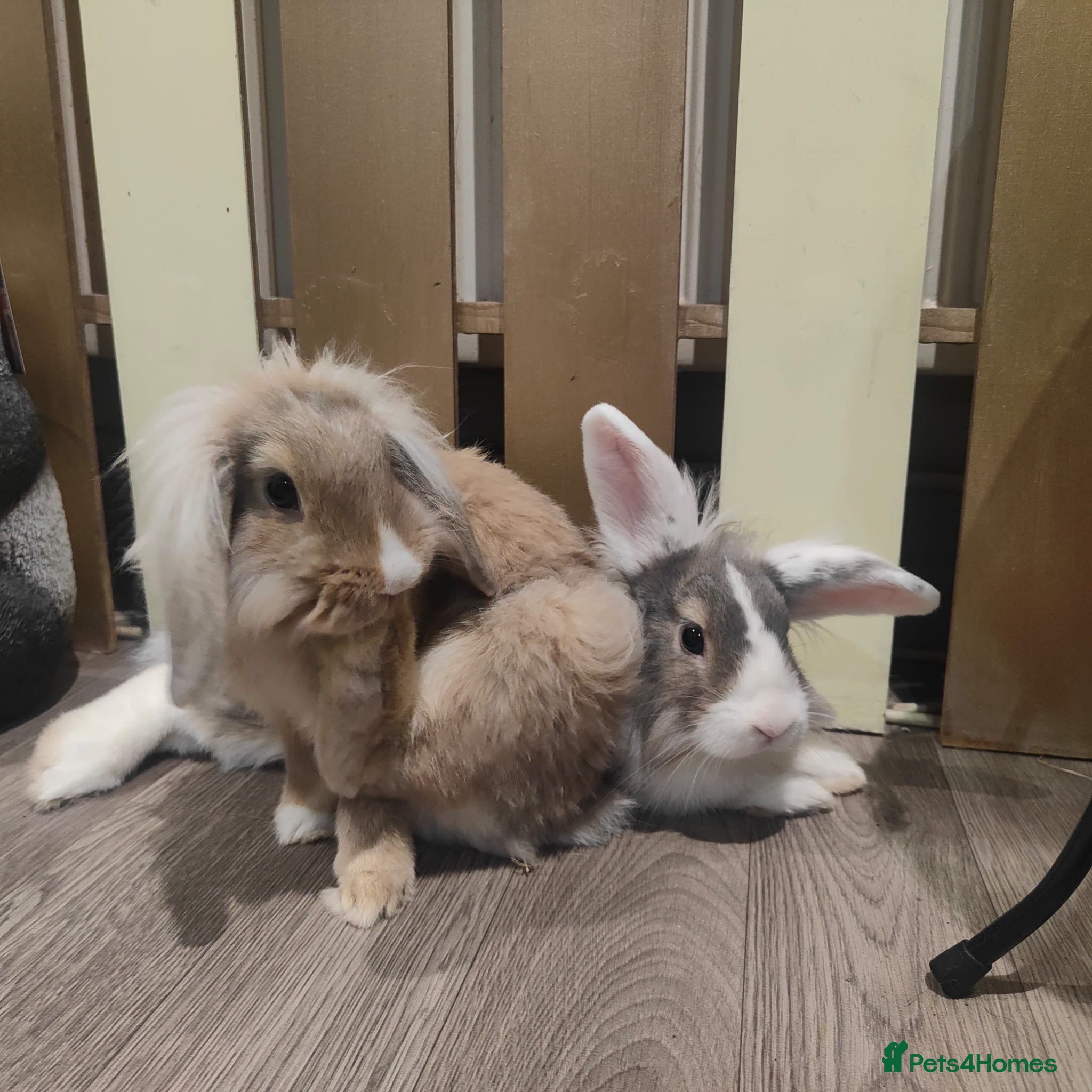 Lionhead rabbits 2 lion head rabbits  - Advert 6