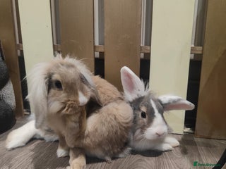 Lionhead rabbits 2 lion head rabbits - Advert 6