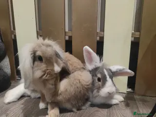 Lionhead rabbits 2 lion head rabbits - Advert 23