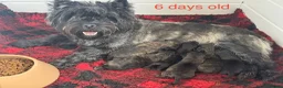 Cairn Terrier dogs for sale: KC reg pups off Health Tested lines, avail 1st Aug - Advert 9