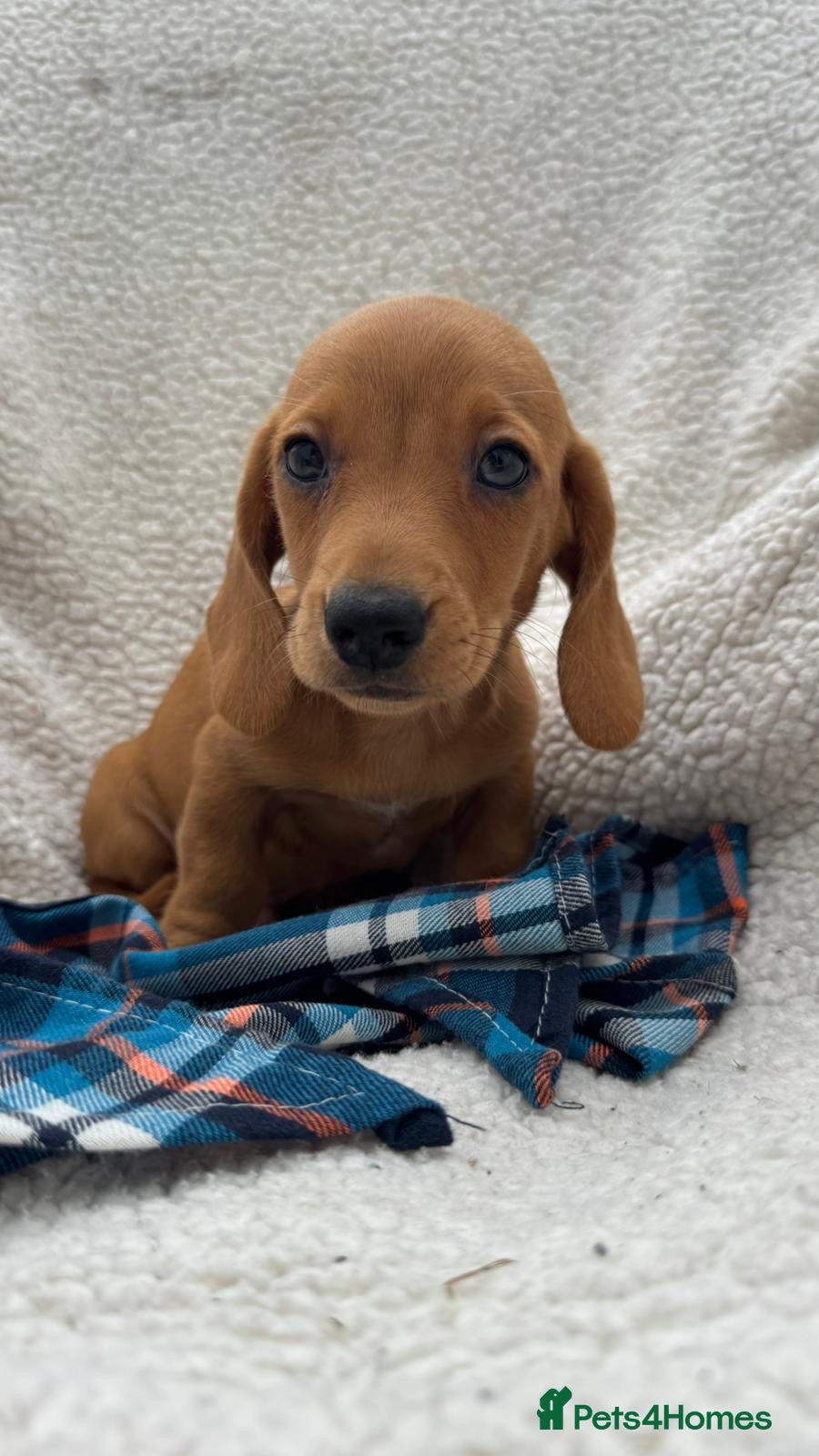 Dachshund dogs BEAUTIFUL KC REG & PRA CLEAR MINI DACHSHUNDS🩷💙 - Advert 2