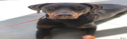 Dobermann dogs for stud: Lorcan (Lorcs) in Burton-on-Trent - Advert 22