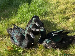 Ducks poultry for sale - Advert 1