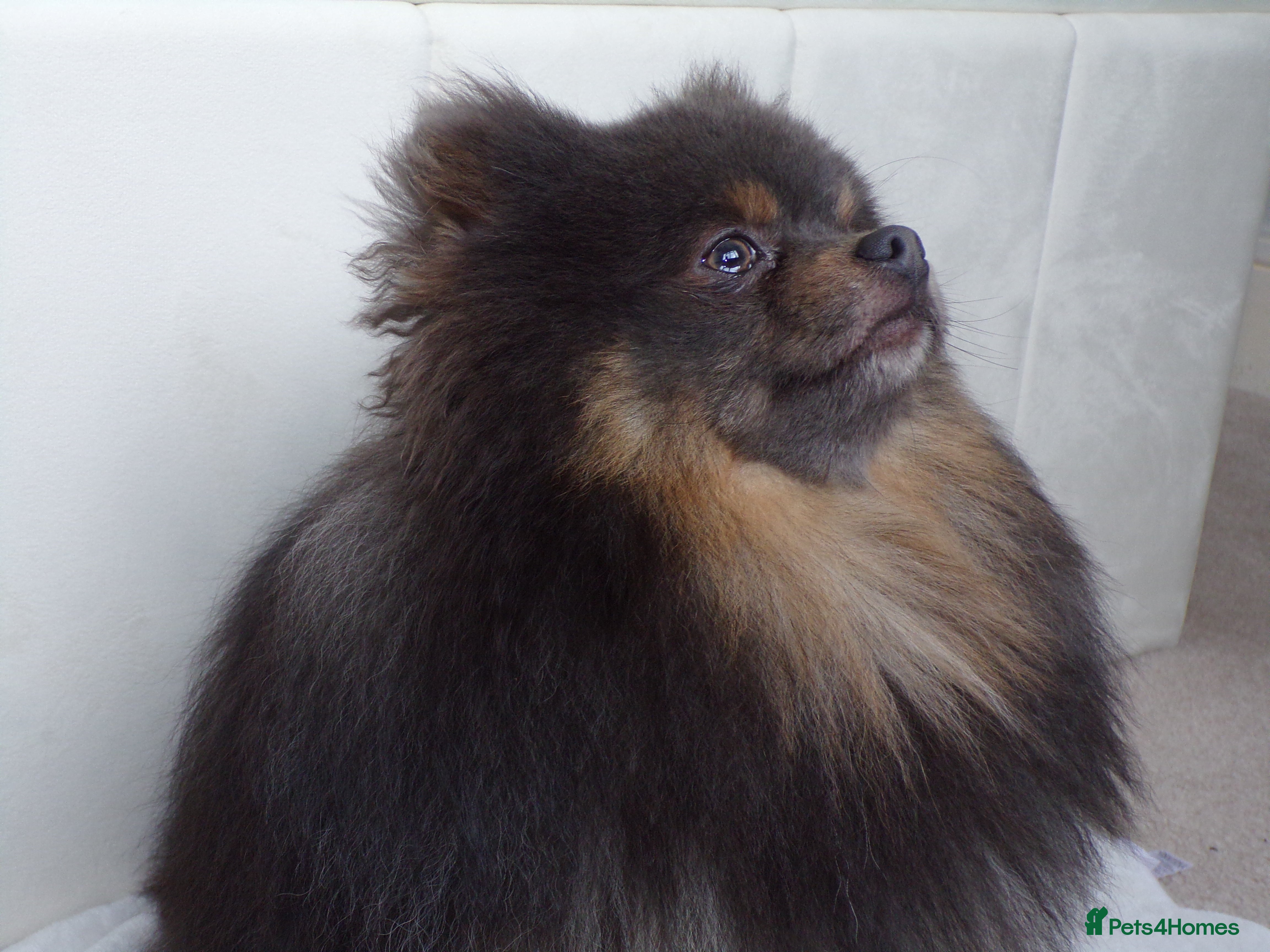 Pomeranian dogs for stud: Blue and tan Stud Only  - Advert 2