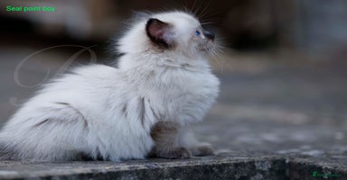 Ragdoll cats - Advert 4