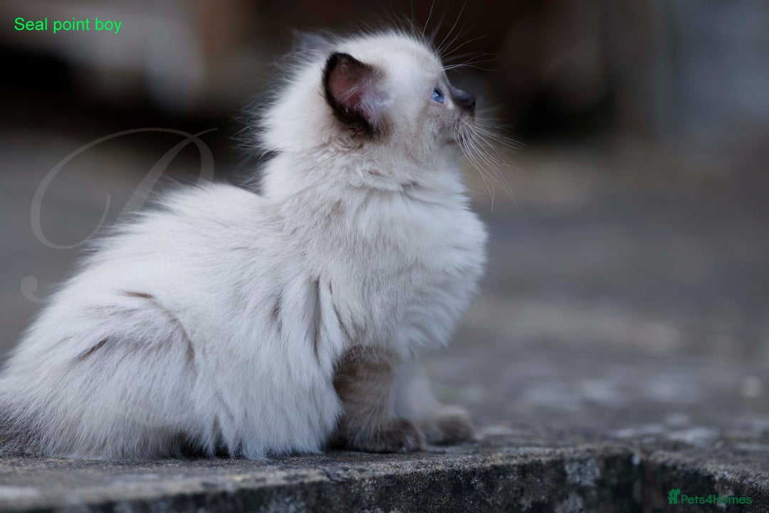 Ragdoll cats for sale: Stunning GCCF Registered Heart Melting Affection - Image 3