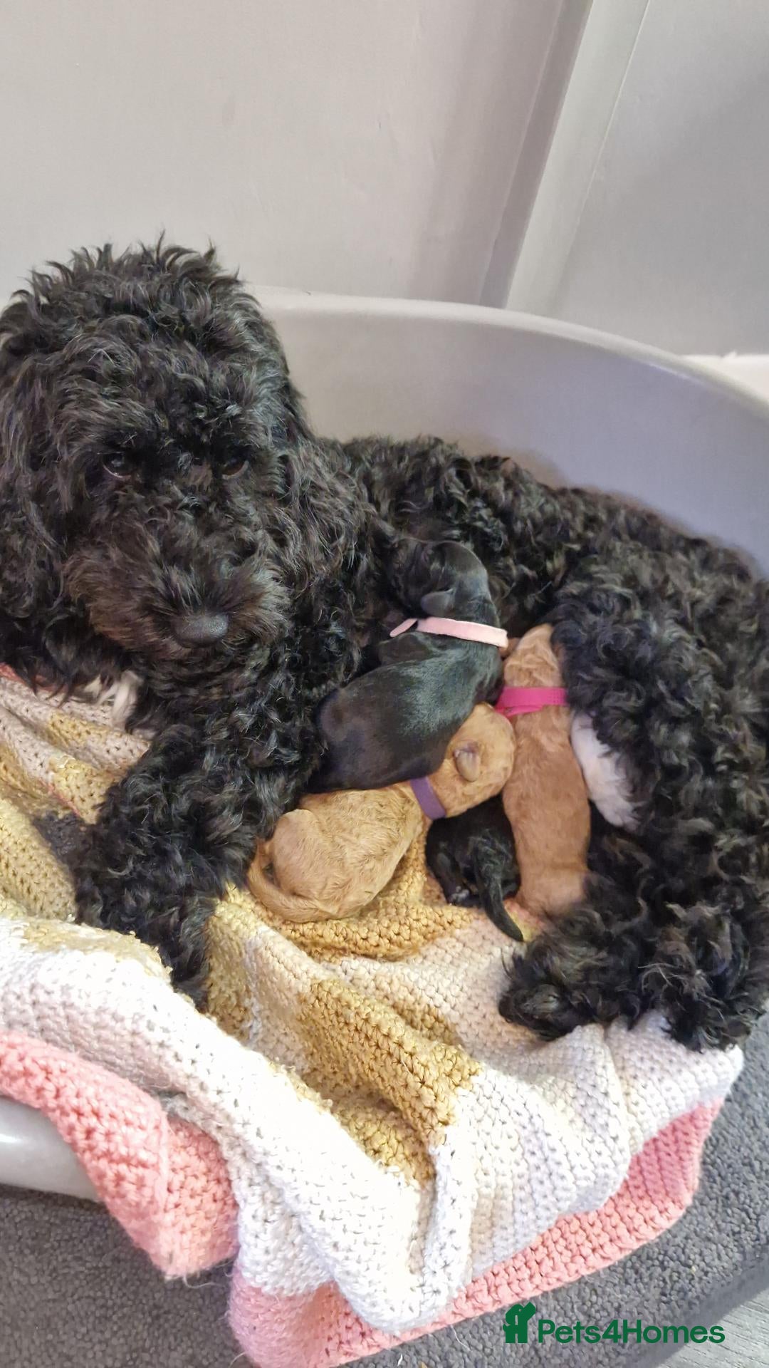 Cockapoo dogs Beautiful miniature/toy cockerpoos  - Advert 1