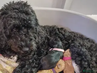 Cockapoo dogs Beautiful miniature/toy cockerpoos - Advert 1