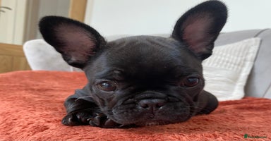French Bulldog dogs - Advert 15