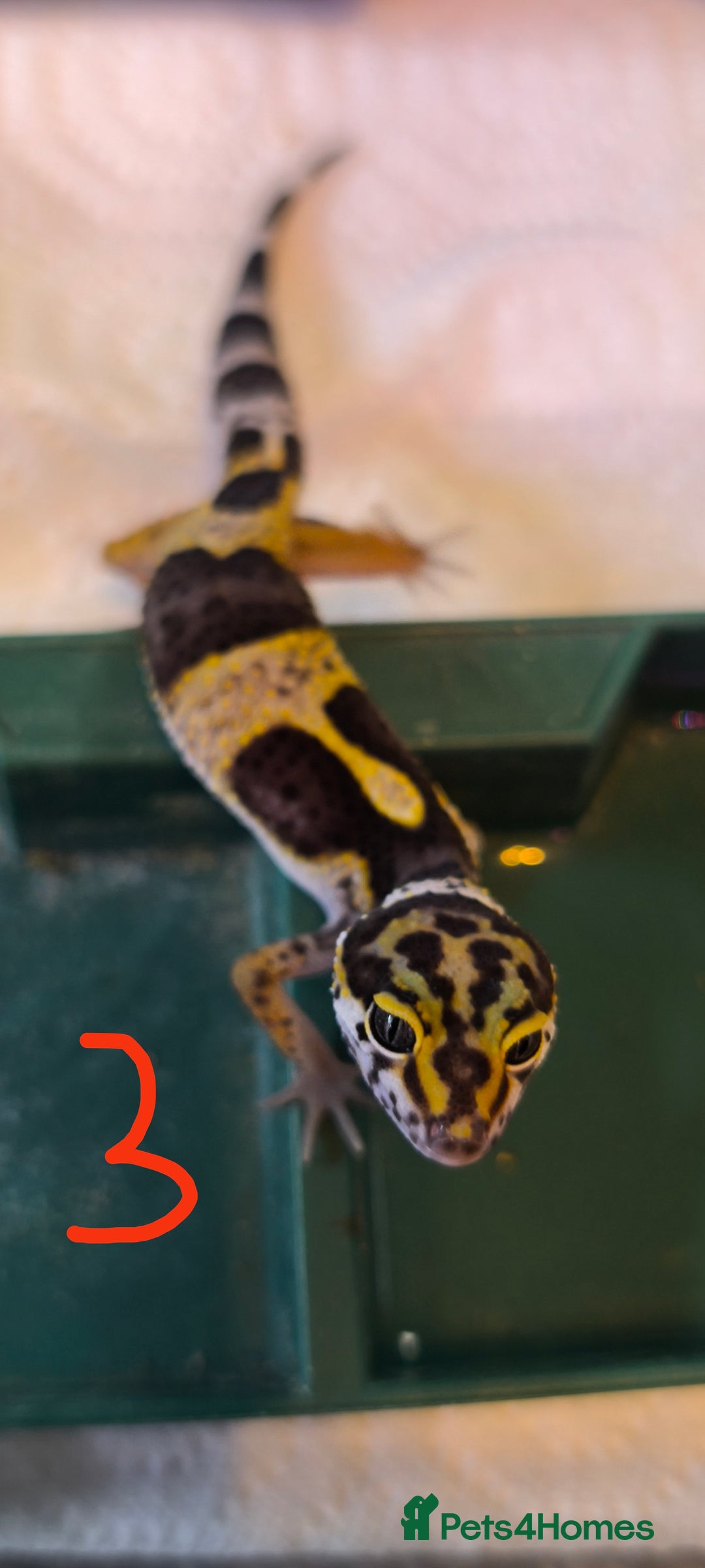 Gecko reptiles for sale: Leopard geckos and pictus geckos - Image 4