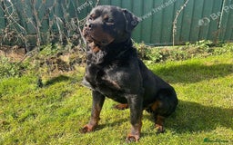 Rottweiler dogs for sale: Falconsnest (IMP BEL) Rottweiler Male - Image 1