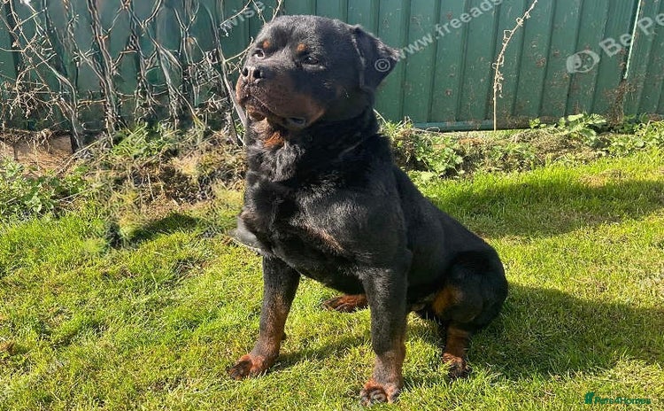 Rottweiler dogs - Advert 1