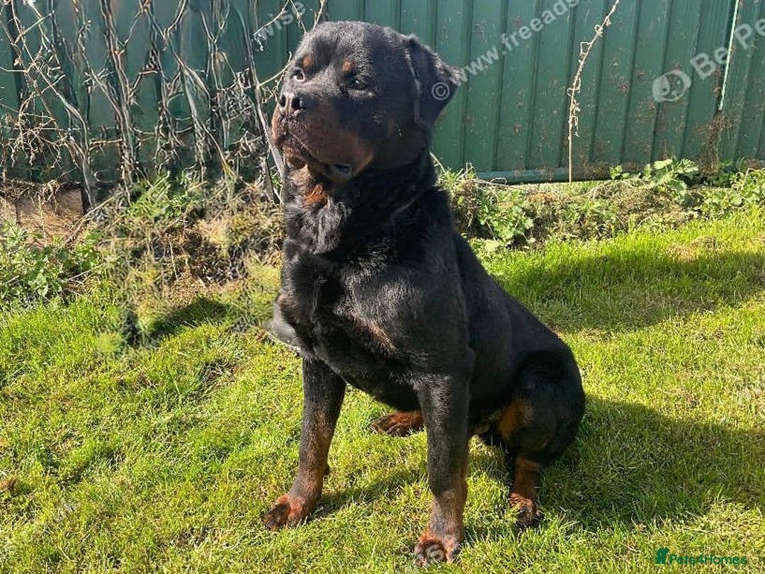 Rottweiler dogs for sale: Falconsnest (IMP BEL) Rottweiler Male - Image 1