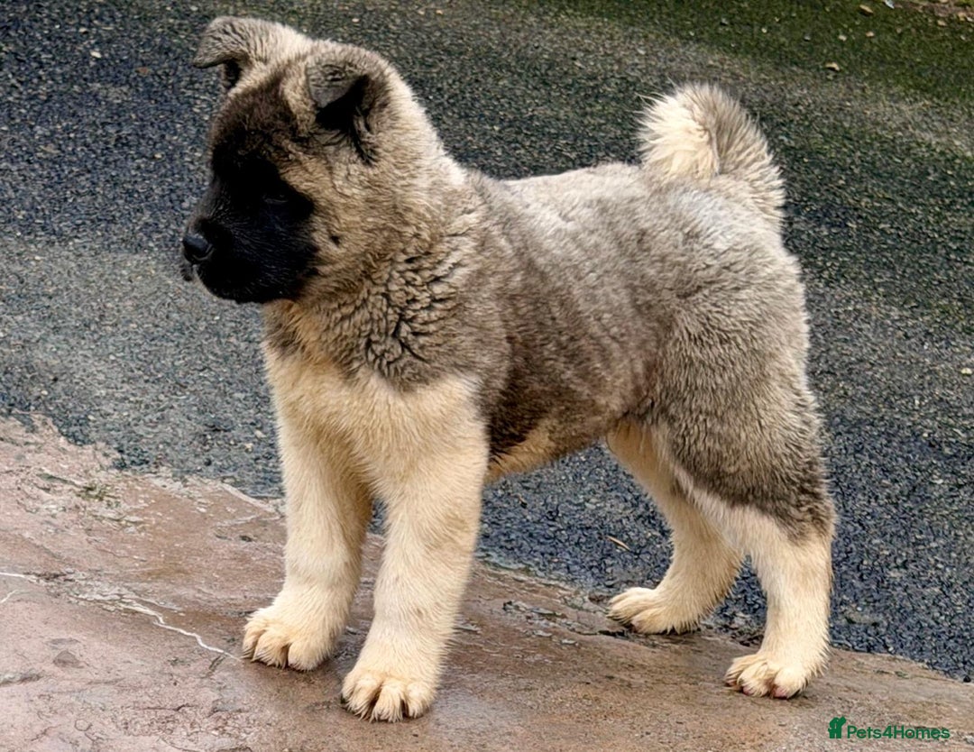 Akita dogs for sale: Akita Pups.  - Advert 1