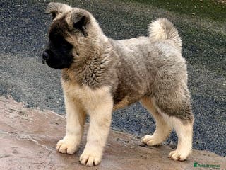 Akita dogs Akita Pups. - Advert 1