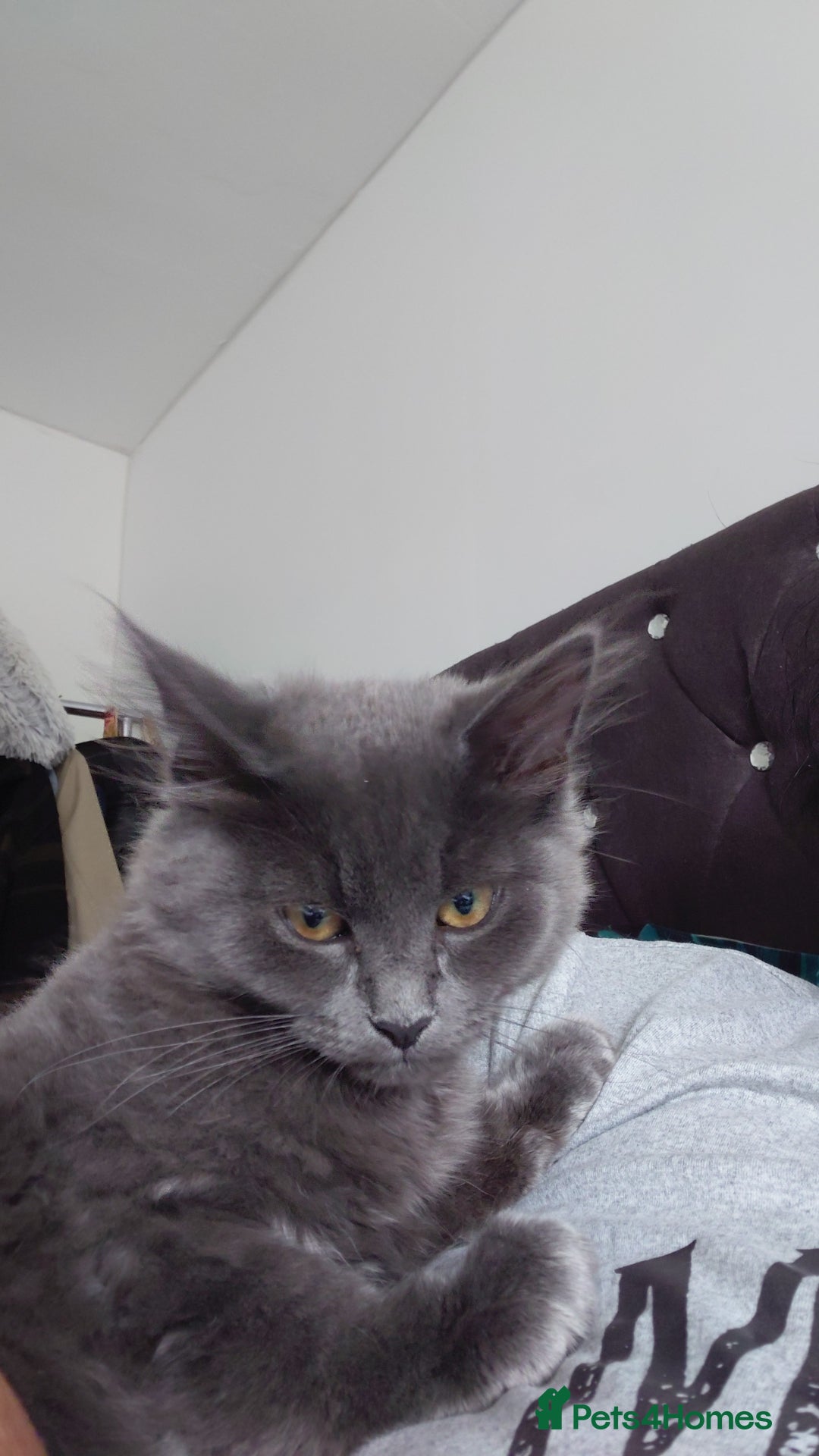 Mixed Breed cats for sale: 2 gorgeous boys for rehome - Advert 9