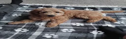 Cavapoo dogs for sale: Beautiful cavapoo girl  - Advert 4