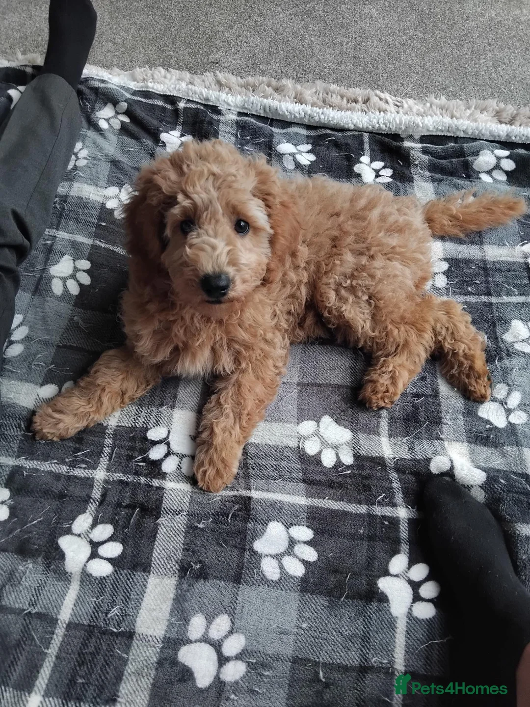 Cavapoo dogs for sale: Beautiful cavapoo girl  - Advert 4