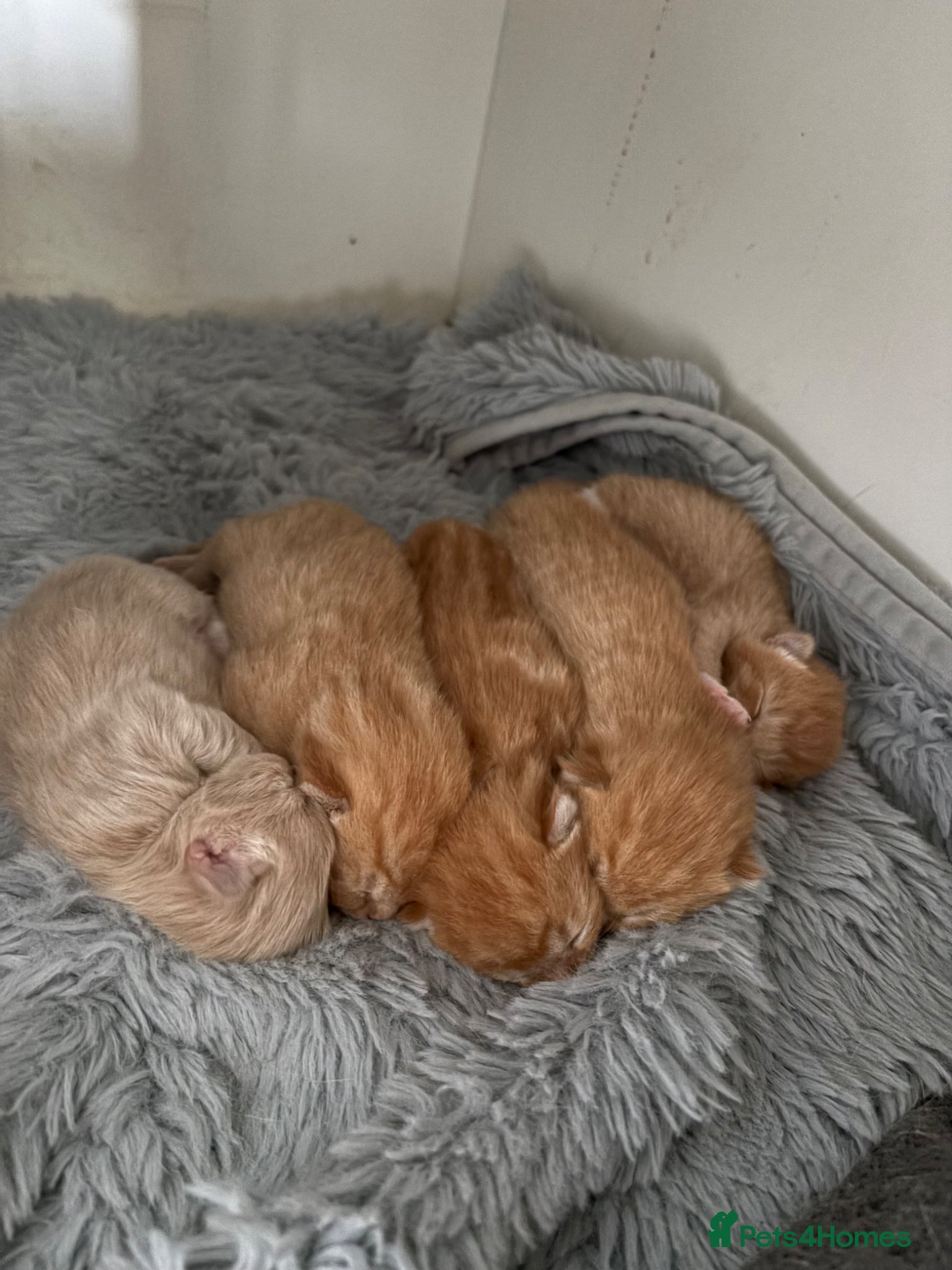 Mixed Breed cats Maine Coone x Ragdoll Full Ginger Litter - Advert 10