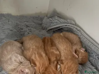 Mixed Breed cats Maine Coone x Ragdoll Full Ginger Litter - Advert 10