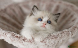 Ragdoll cats for sale: Amazing Ragdoll kittens - Image 36