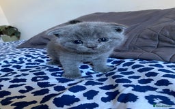 Scottish Fold cats for sale: Scottish Fold kittens for sale 3 Girls 2 Boys  - Advert 16