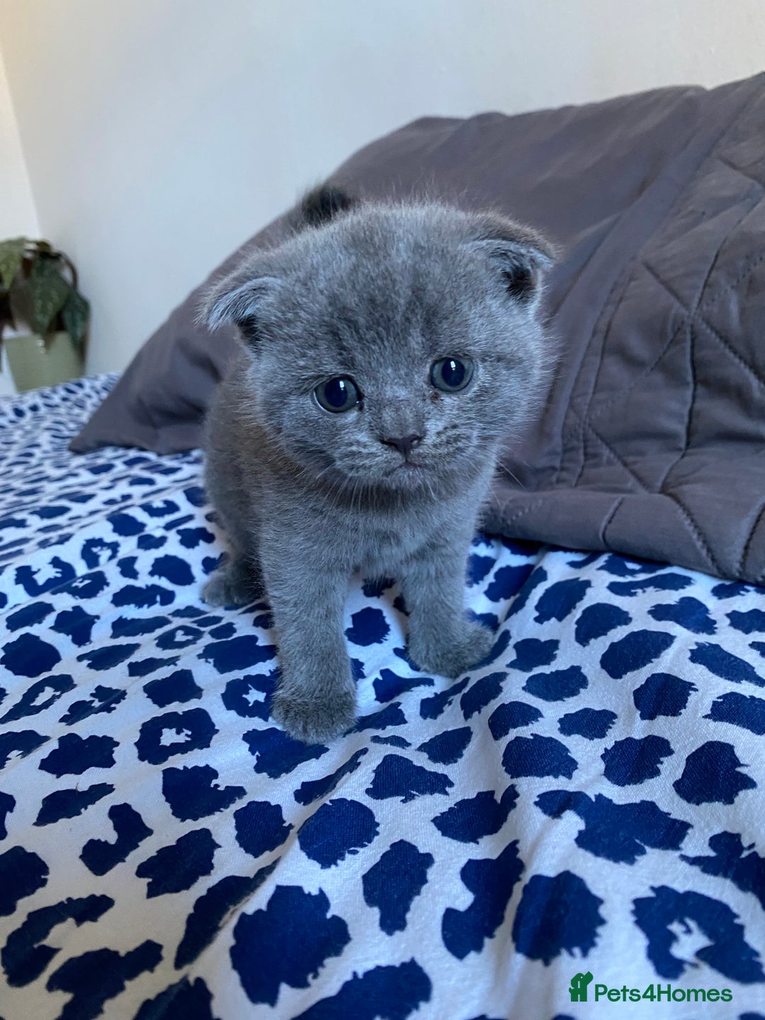 Scottish Fold cats for sale: Scottish Fold kittens for sale 3 Girls 2 Boys  - Advert 16