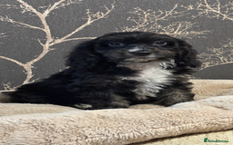 Cockapoo dogs for sale: F1 mini Cockapoo 💖🩵30 dna health tested clear  - Image 1