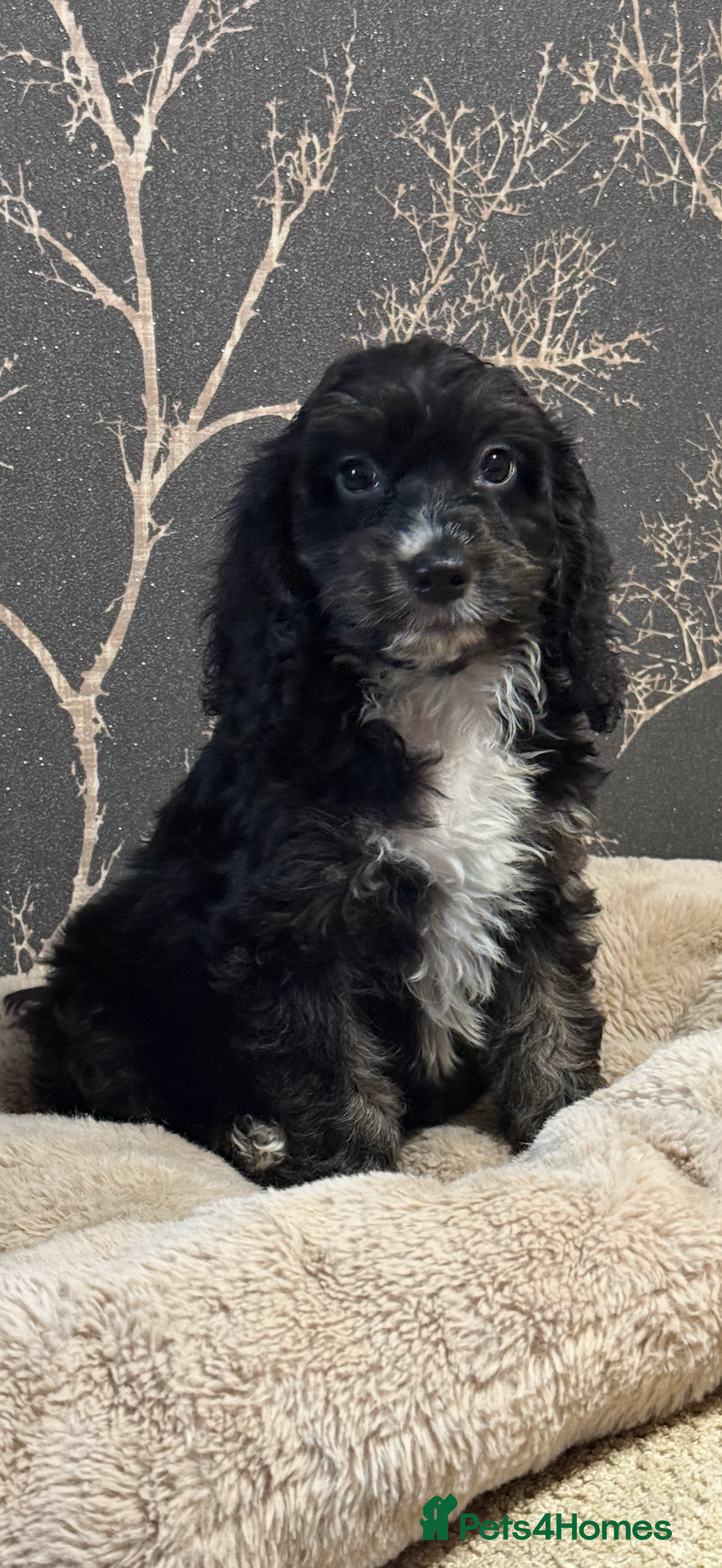 Cockapoo dogs for sale: F1 mini Cockapoo 💖🩵30 dna health tested clear  - Image 1