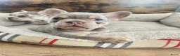French Bulldog dogs for sale: New Shade Isabella Merle and Tan! - Advert 5