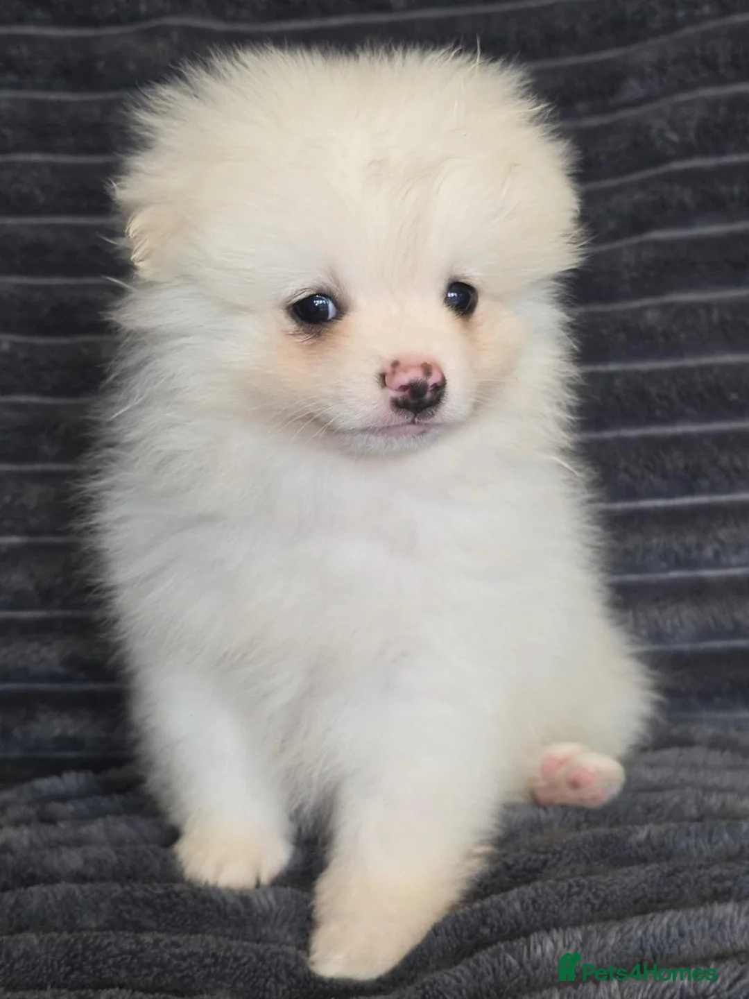 Pomeranian dogs for sale: Beautiful pomeranian  puppies ready to go - Advert 35